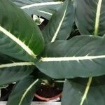 Dieffenbachia oerstedii Feuille