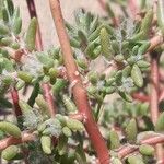 Portulaca grandiflora Bark