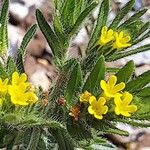Neatostema apulum Flor