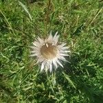 Carlina acaulisFlower