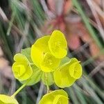 Euphorbia biumbellata Flower