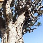Dracaena draco Bark