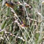 Panicum repens Žiedas