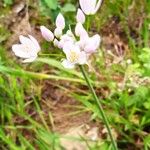 Allium roseumFlower