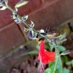 Salvia coccinea Агульны выгляд