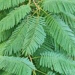 Delonix regia Leaf