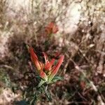 Castilleja tenuiflora Floare