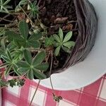 Lupinus albus Hoja