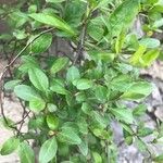Lycium chinense 葉
