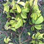Ceiba erianthos