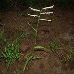 Urochloa trichopus Habitus