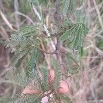 Mimosa tenuiflora Blatt