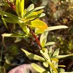 Hypericum hypericoides Листок