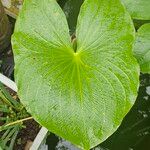 Sagittaria montevidensisBlad