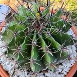 Ferocactus herrerae Hostoa