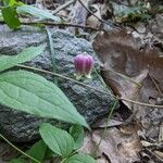 Clematis viorna Blüte