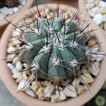 Melocactus azureus Φύλλο