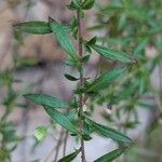 Erigeron karvinskianus Leaf