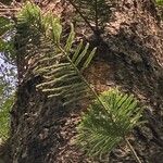 Araucaria cunninghamii Folio