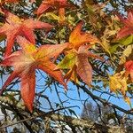 Liquidambar styraciflua পাতা