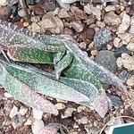 × Gasterhaworthia bayfieldii Leaf