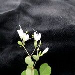 Boenninghausenia albiflora Hábito