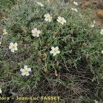 Helianthemum almeriense Habit