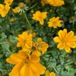 Bidens ferulifolia Virág