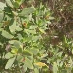 Pemphis acidula Sonstige