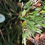 Aechmea pineliana Лист