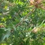 Melaleuca styphelioides Leaf