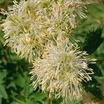 Thalictrum flavum Květ