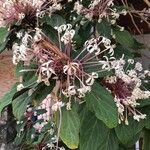 Clerodendrum quadriloculare Yaprak