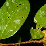 Eschweilera hondurensis Liść