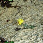 Linaria thymifolia Hábito