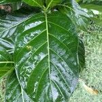 Morinda citrifolia 葉