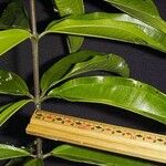 Miconia longifolia Други