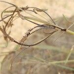 Cyperus conglomeratus Fruit