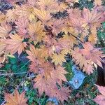 Acer sieboldianum Frunză