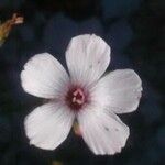 Linum suffruticosum 花