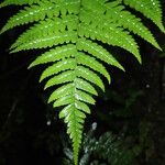 Dryopteris pentheri Blatt