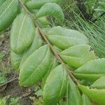 Psorospermum febrifugum Blatt