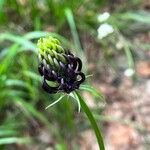 Phyteuma nigrum Flower
