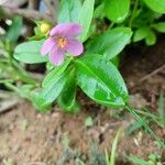 Talinum fruticosum Leaf