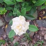Gardenia jasminoides ᱵᱟᱦᱟ