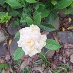 Gardenia jasminoidesFlor