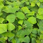 Neustanthus phaseoloides पत्ता