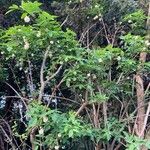 Staphylea pinnata Libunga