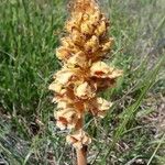 Orobanche laserpitii-sileris Blüte