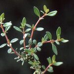 Thymus nitens Leaf